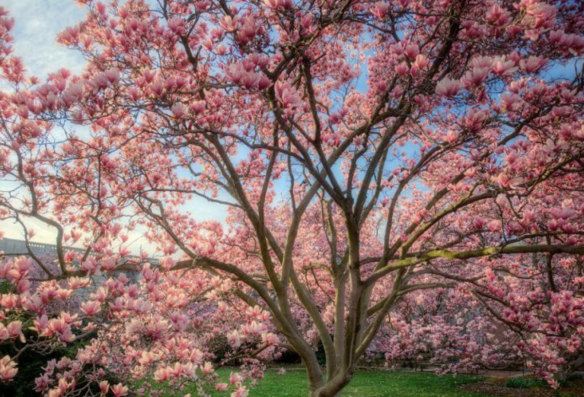 Magnólia: A gyönyörű díszfák csodálatos világa
