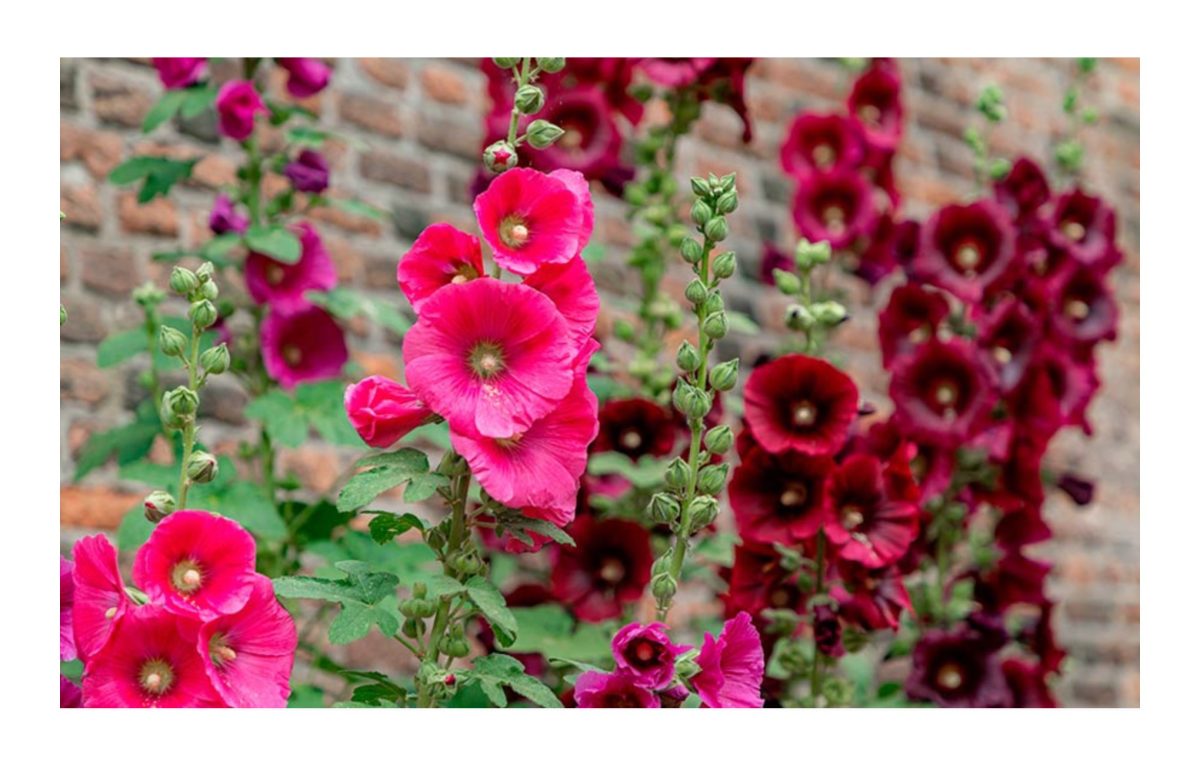 mályvarózsa - Featured