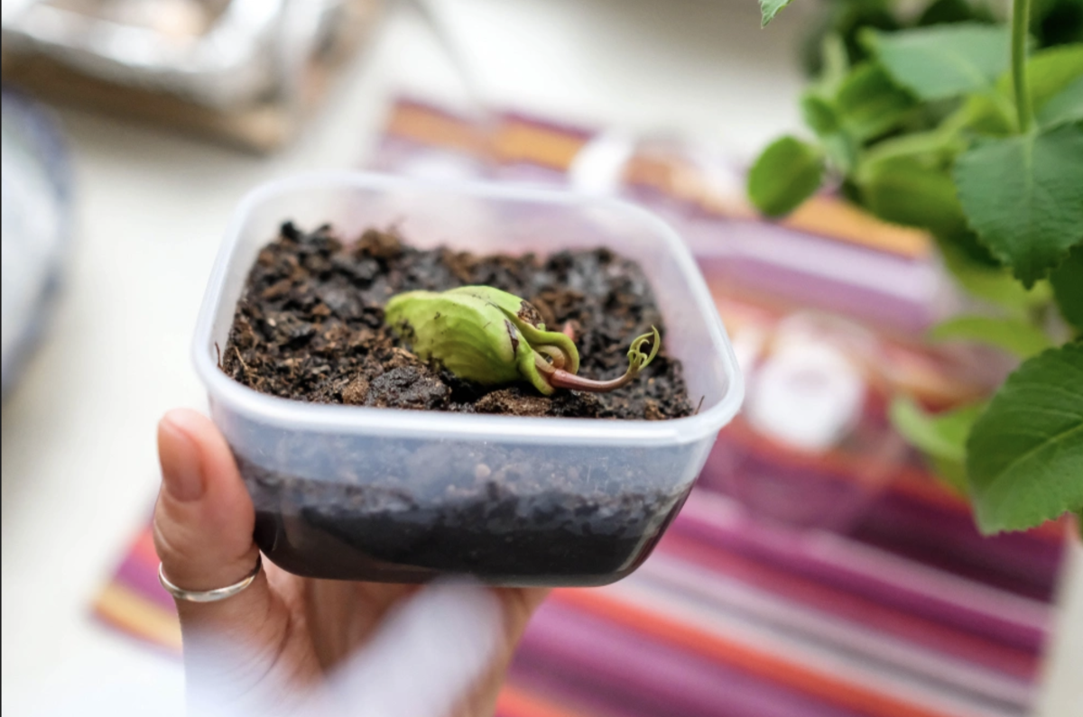 Mangó Mag Ültetése: Hogyan Neveljünk Ezt az Exotikus Gyümölcsöt Otthon? 2 Mangó Mag Ültetése: Hogyan Neveljünk Ezt az Exotikus Gyümölcsöt Otthon?