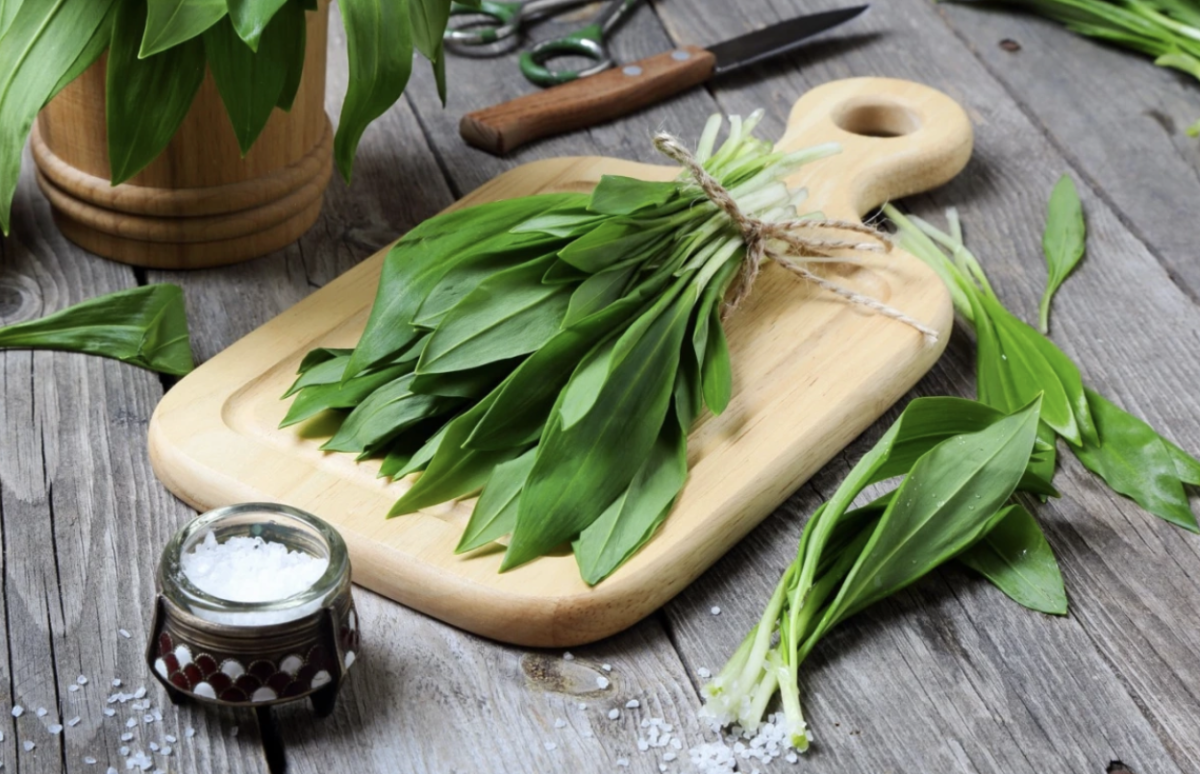 medvehagyma - Featured