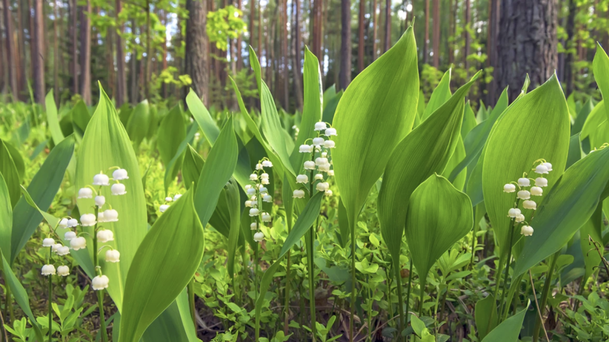medvehagyma gyöngyvirág - Featured