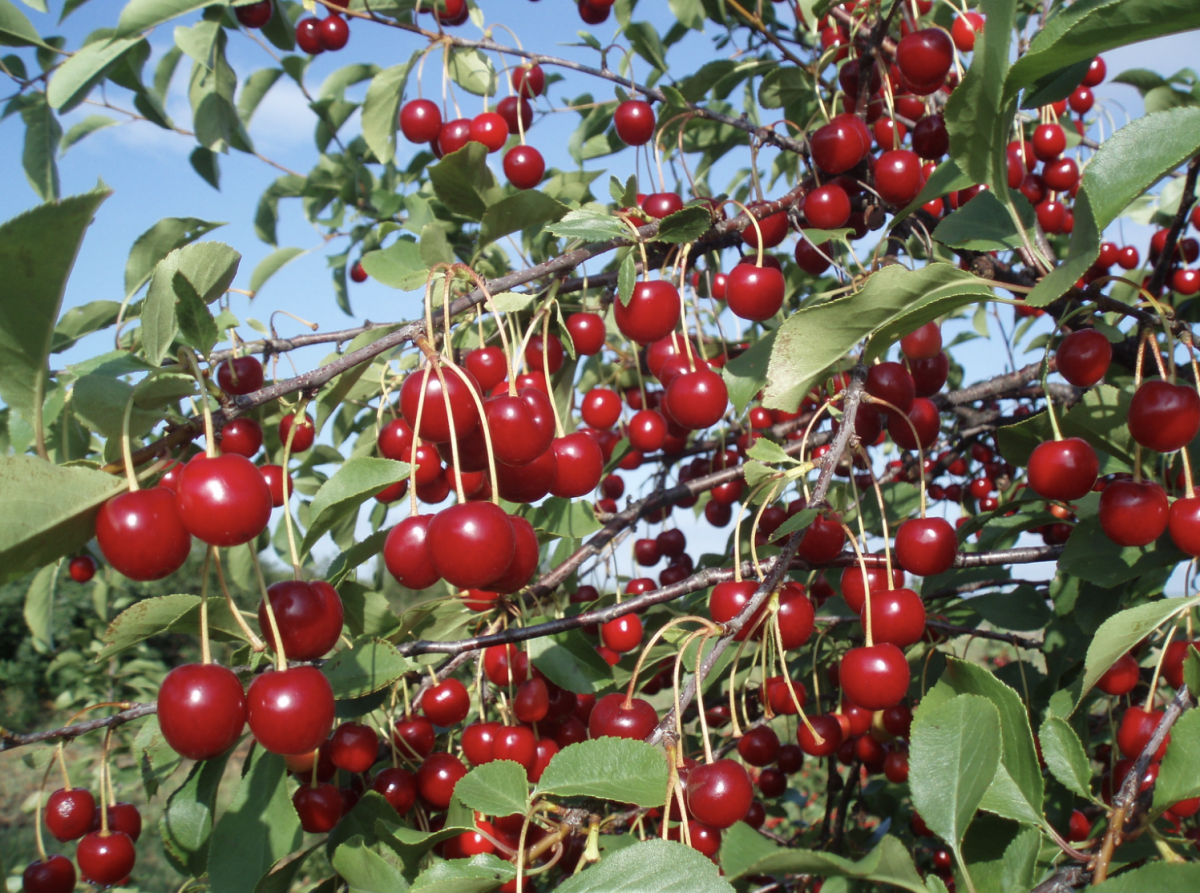 meggyfa metszése - Featured