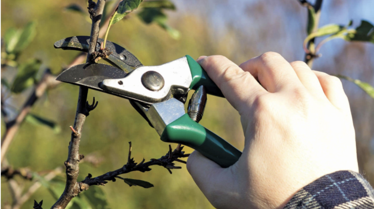 Metszés ideje: Hogyan és mikor vágjuk vissza a fákat és cserjéket a bőséges termésért