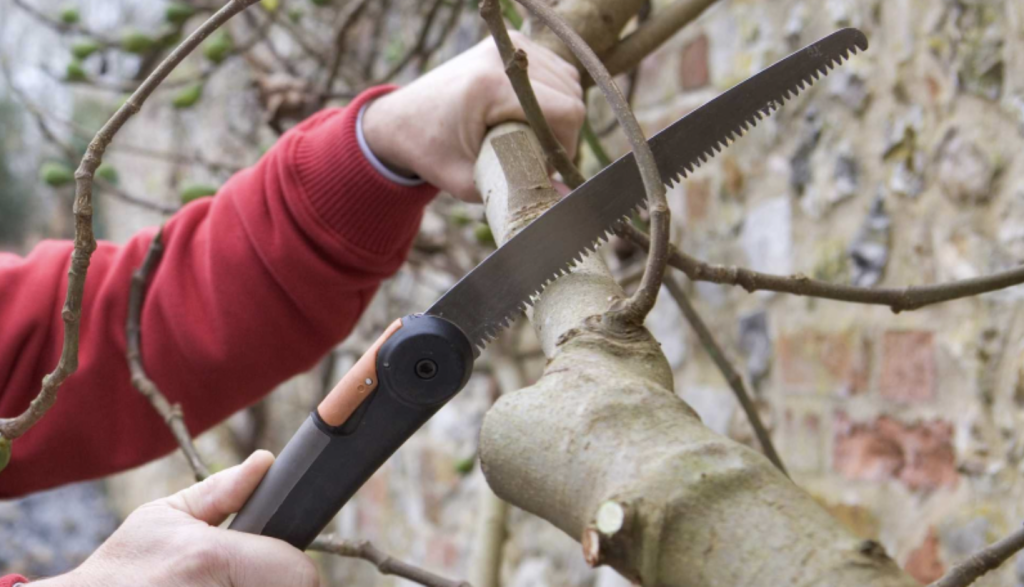 Metszés ideje: Hogyan és mikor vágjuk vissza a fákat és cserjéket a bőséges termésért 4 Metszés ideje: Hogyan és mikor vágjuk vissza a fákat és cserjéket a bőséges termésért