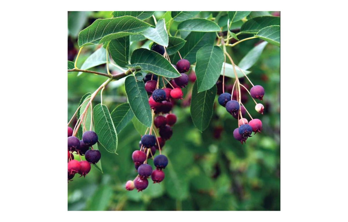 mézalmácska - Featured