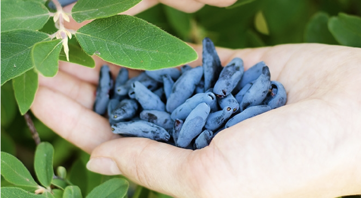 Mézbogyó: A Csodálatos Dísznövény, Ami Minden Kertet Élénkíthet