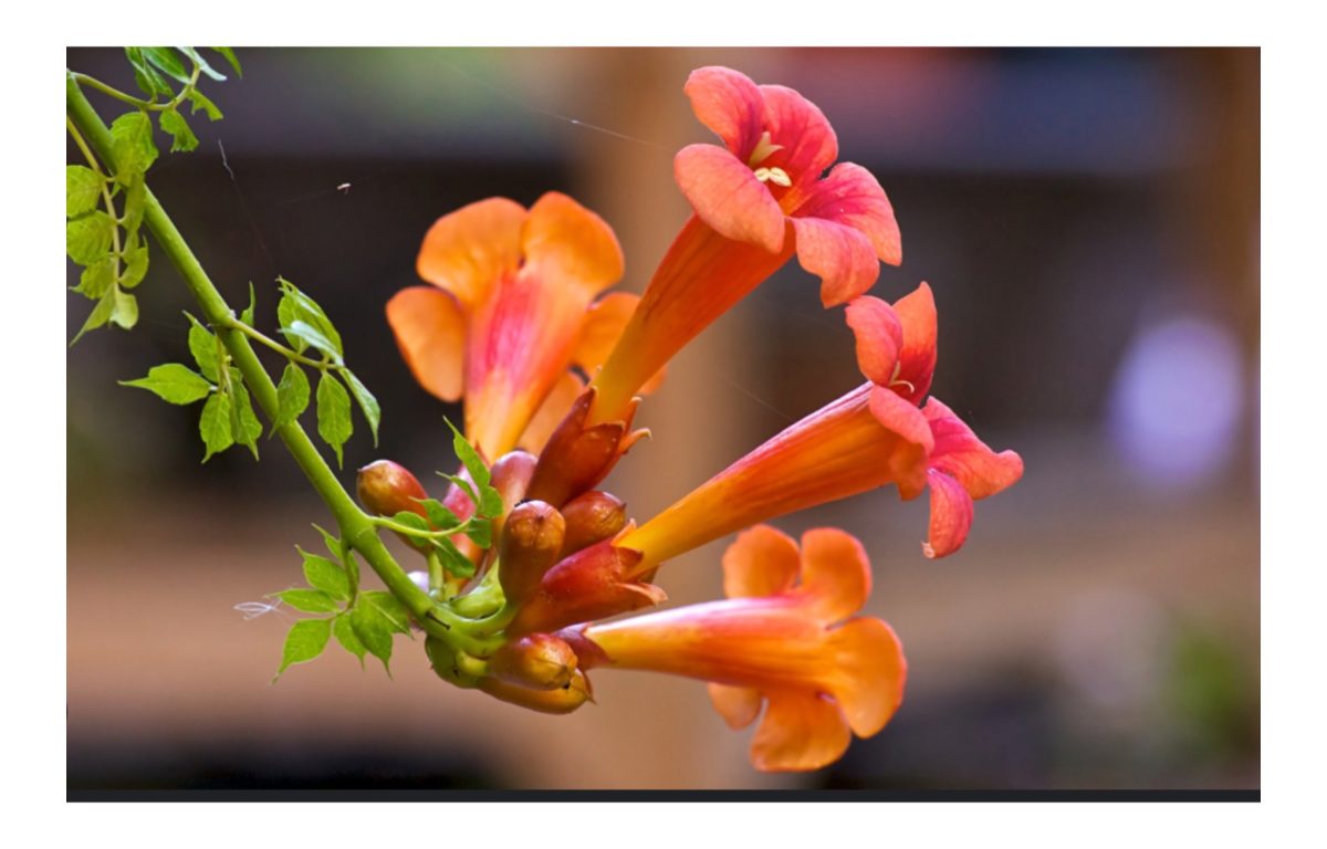 trombitafolyondár - Featured