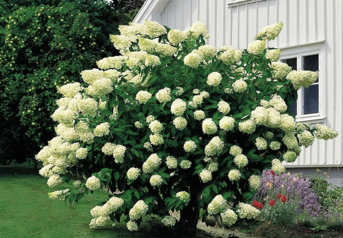 Minden, amit a bugás hortenzia ültetéséről és gondozásáról tudni érdemes