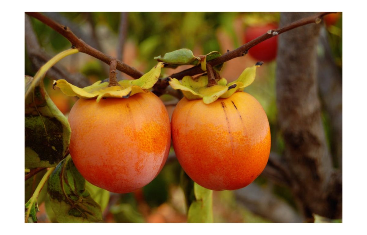 datolyaszilva fa - Featured