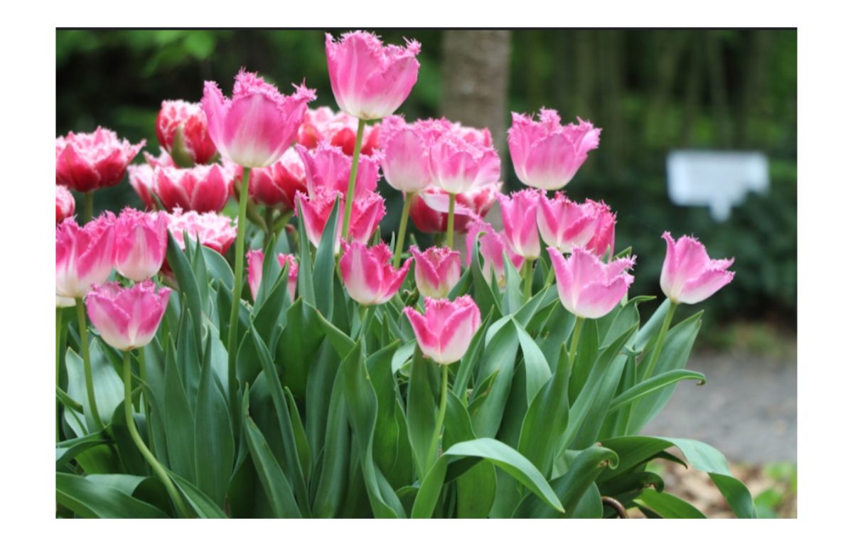 tulipán hagyma - Featured