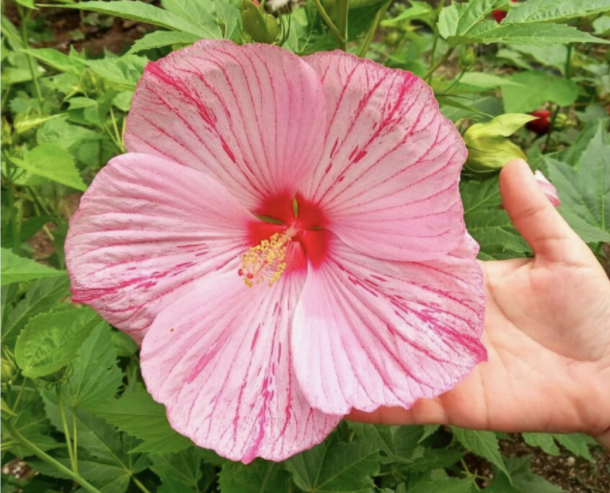 Mocsári hibiszkusz: A lenyűgöző vízi kert csillaga