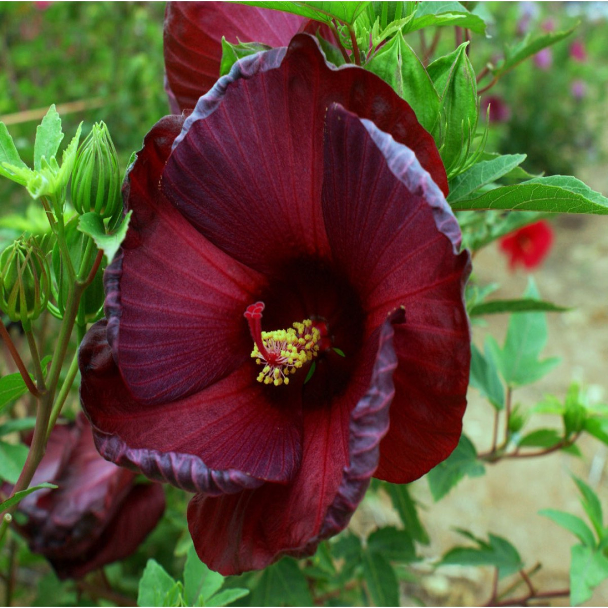 Mocsári hibiszkusz varázslat: Hogyan hozd el a kertedbe a lenyűgöző színek tengerét 2 mocsári hibiszkusz - Featured