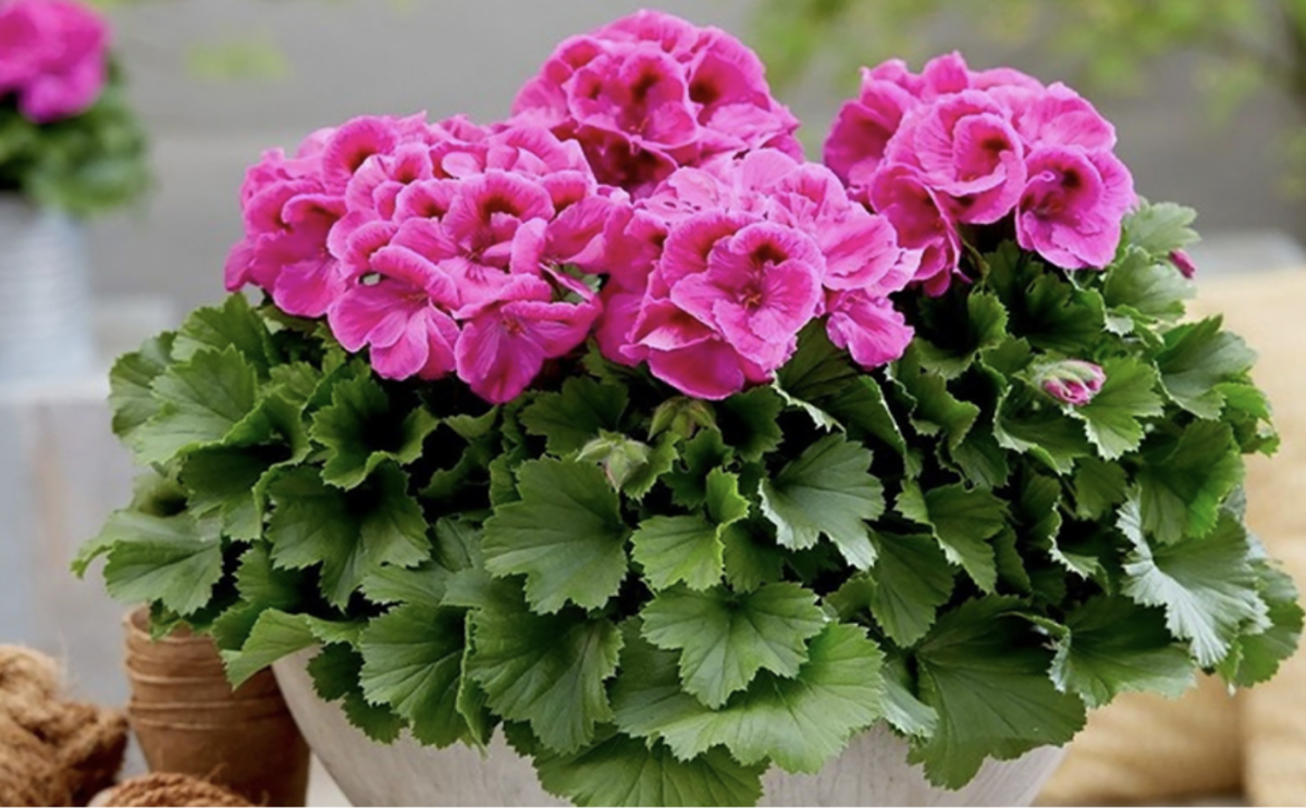 Muskátli: A Kert Ékszere, Mely Mindenki Szívét Megnyeri