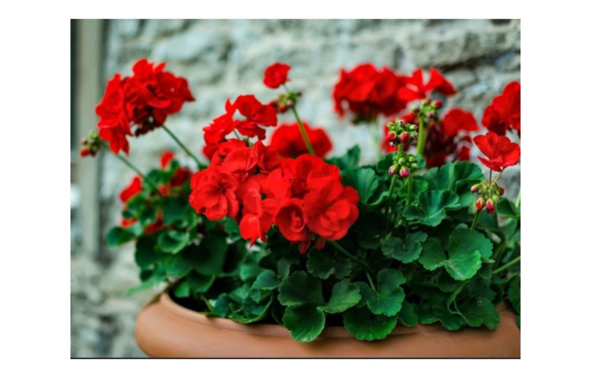 muskátli árak - Featured