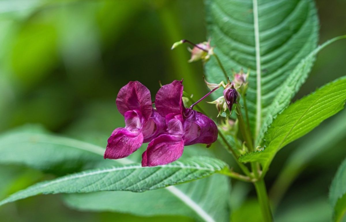 nebáncsvirág - Featured