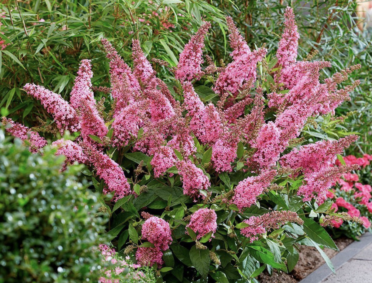 Nyári orgona: A kert igazi ékessége