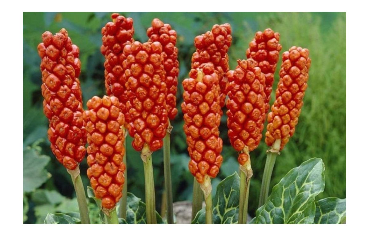 olasz kontyvirág - Featured