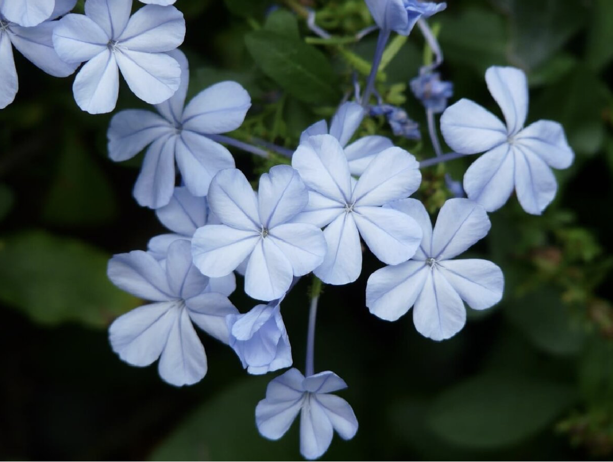 ólomvirág - Featured