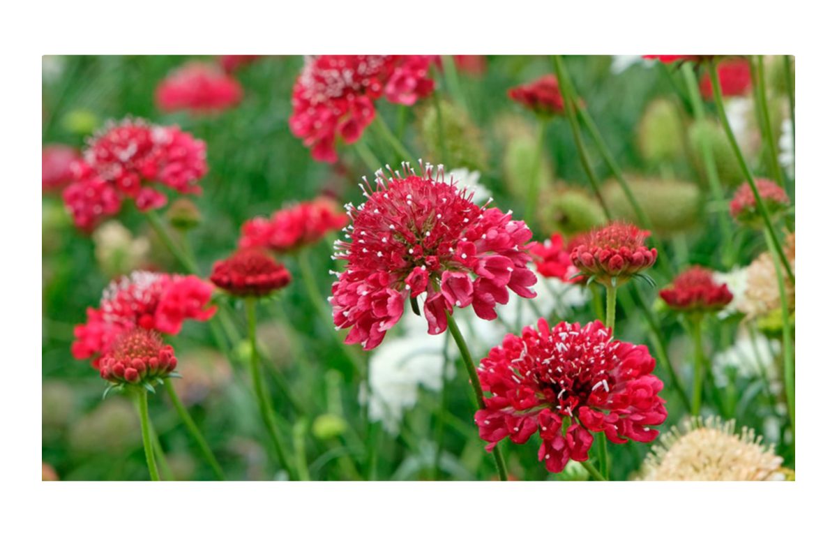 ördögszem - Featured