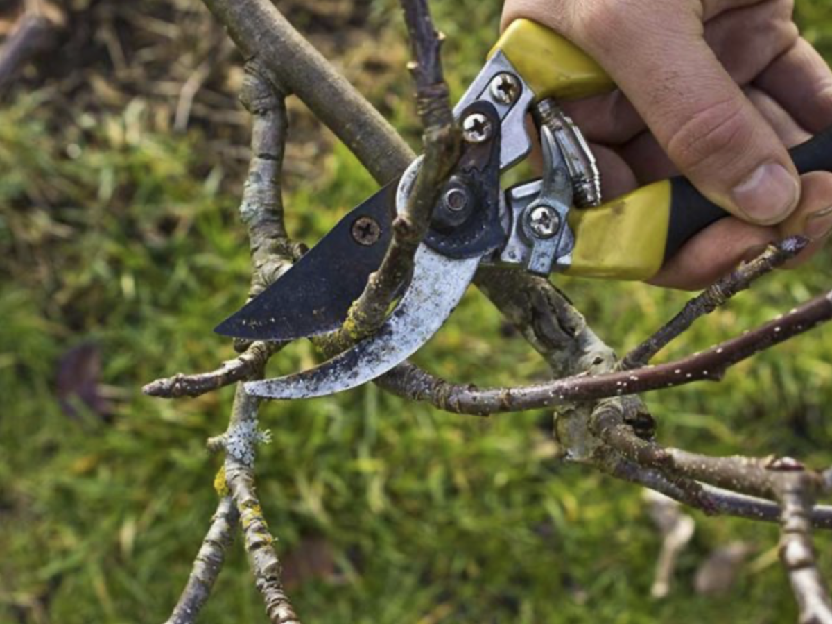 Öreg almafa metszése: Hogyan élesztheted újra a régi fát, hogy bőséges termést hozzon?