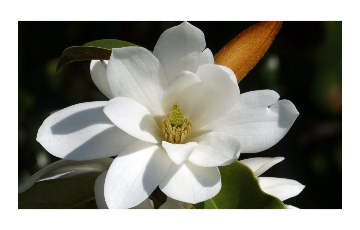 örökzöld liliomfa - Featured