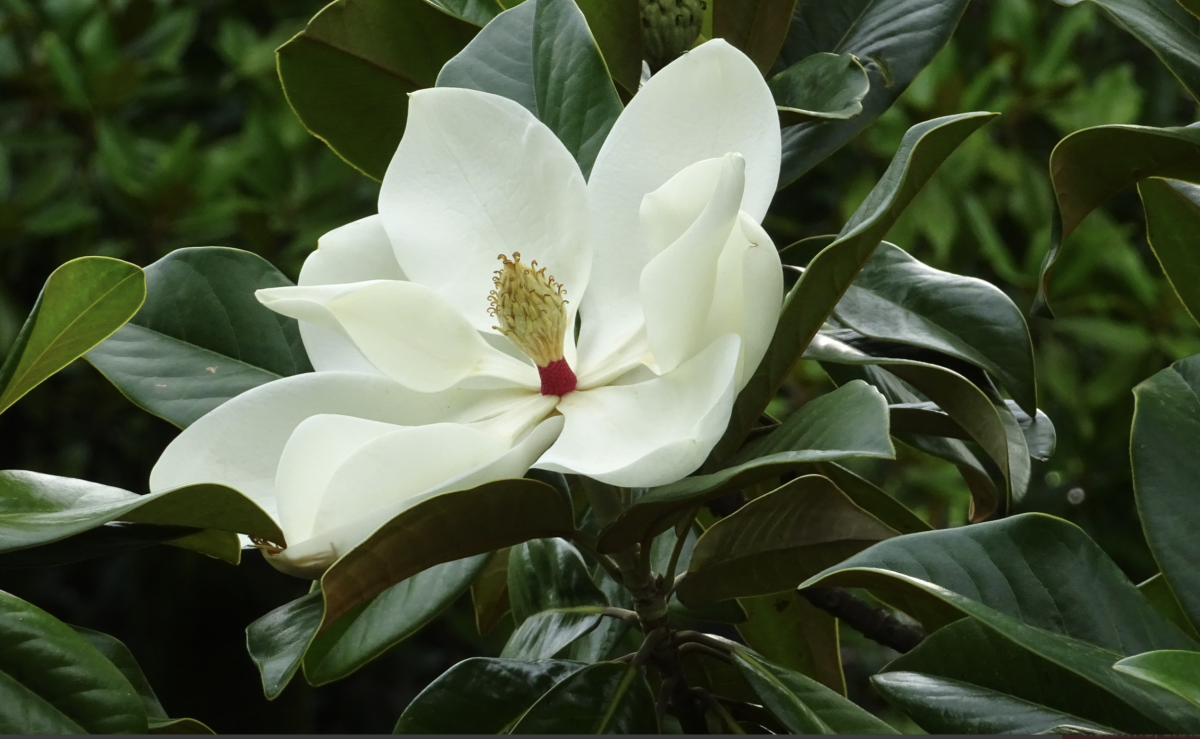 Örökzöld Magnólia: A Télálló Szépség Kertünkben