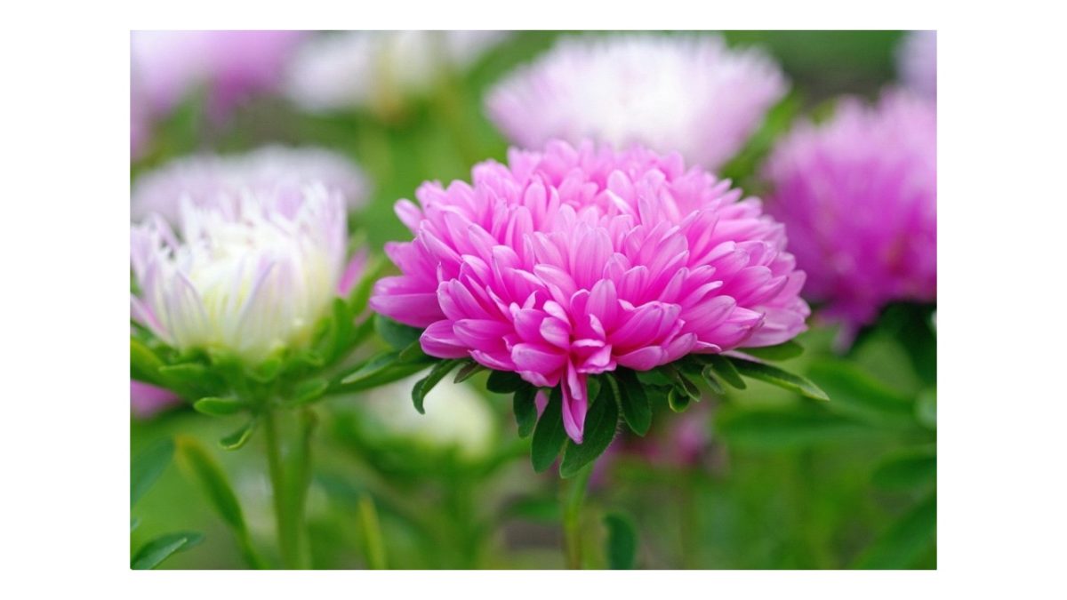 őszirózsa - Featured