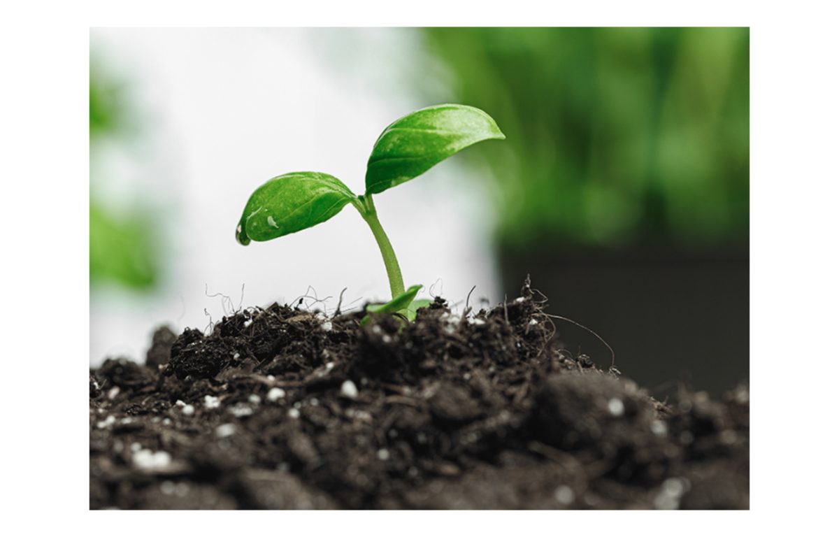 palántaföld - Featured