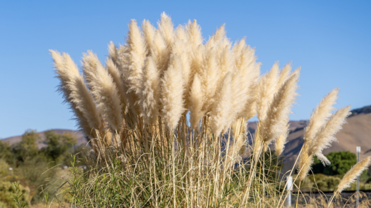 Pampafű: A gyönyörű dísznövény a kertben