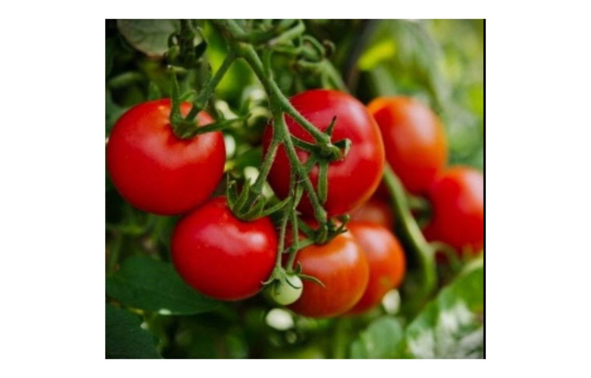 Paradicsom palánta ár 2025-ben – Megéri sajátot nevelni? Nézd meg, mit fizetsz és mit nyersz 2 paradicsom palánta ár - Featured