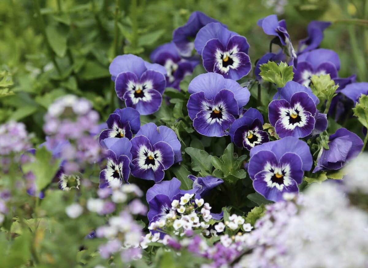 Pázsitviola: A Kertészeti Csoda, Amely Minden Kertet Feldob