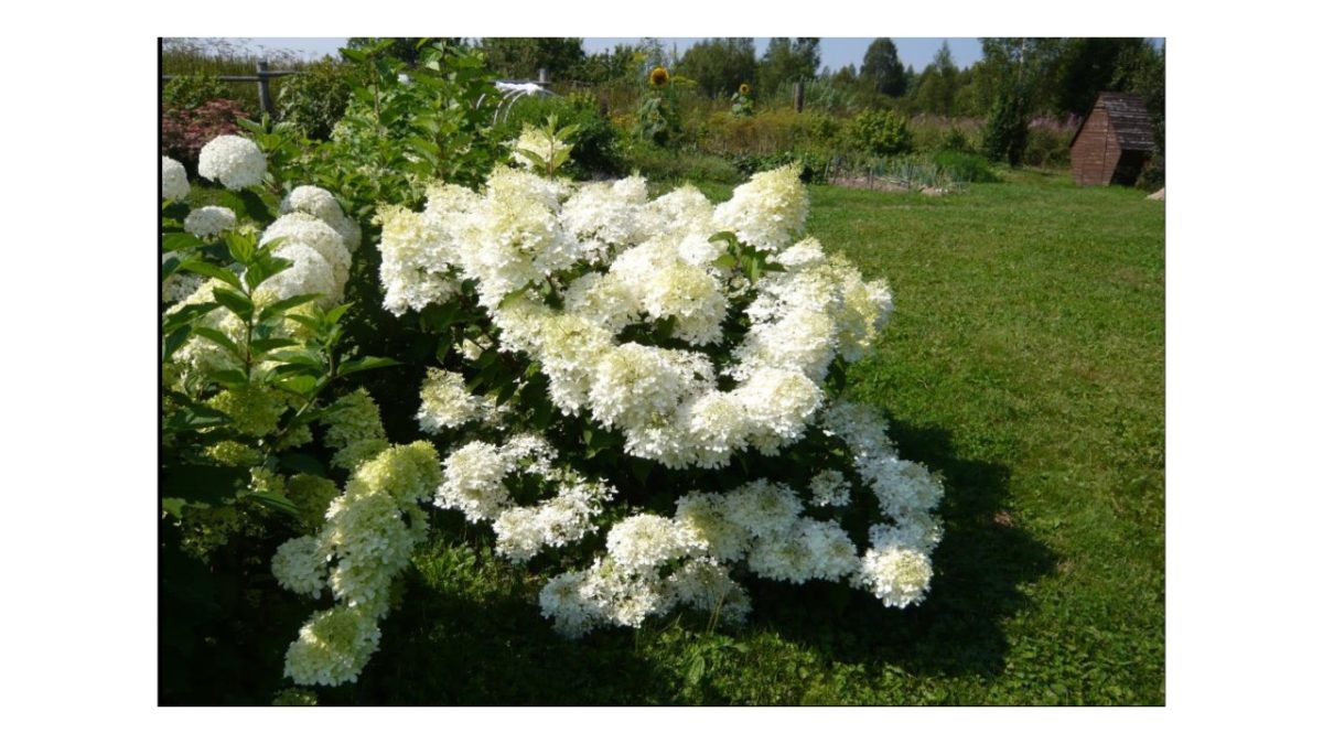 phantom hortenzia - Featured