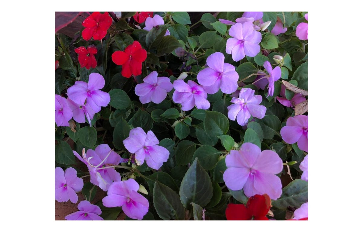 pistike virág - Featured