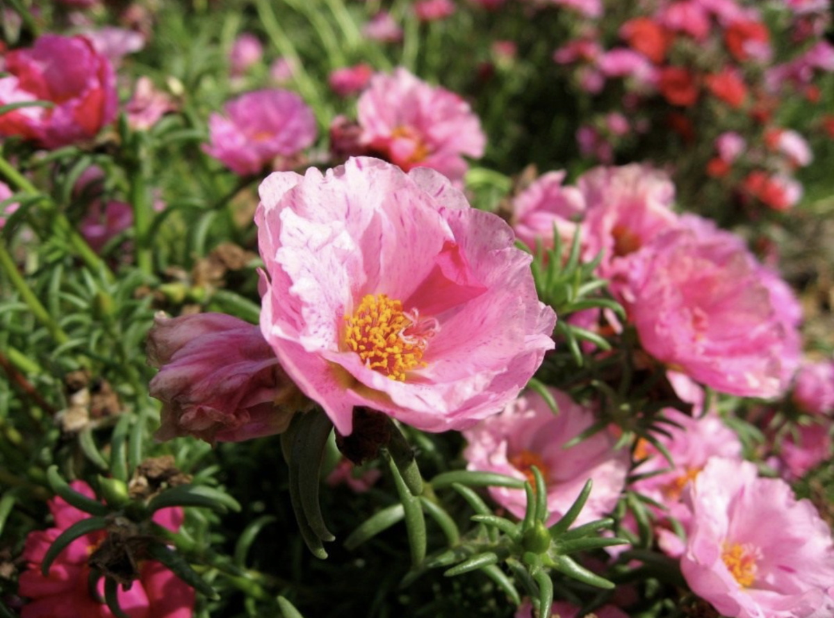 Porcsinrózsa: Az élénk színek és könnyű gondozás tökéletes kombinációja