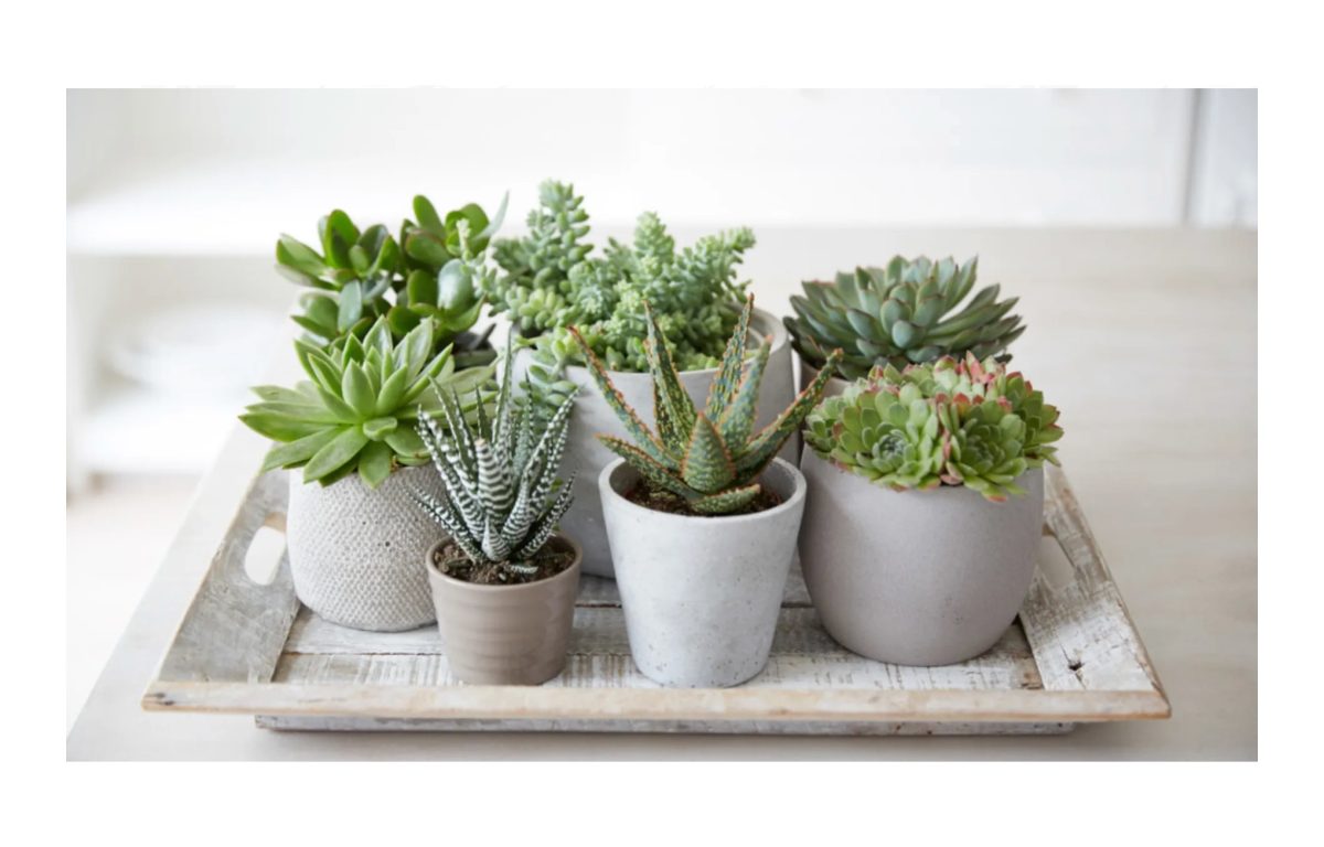 pozsgás növények - Featured