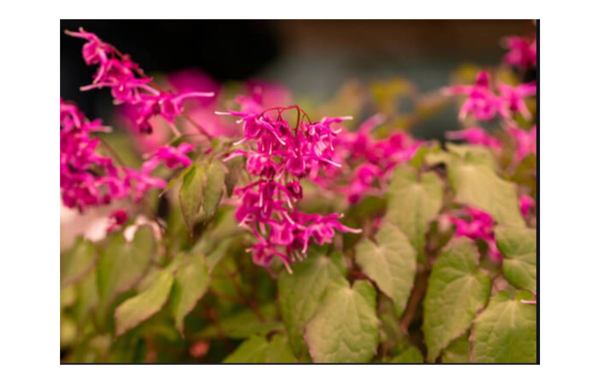 püspöksüveg - Featured