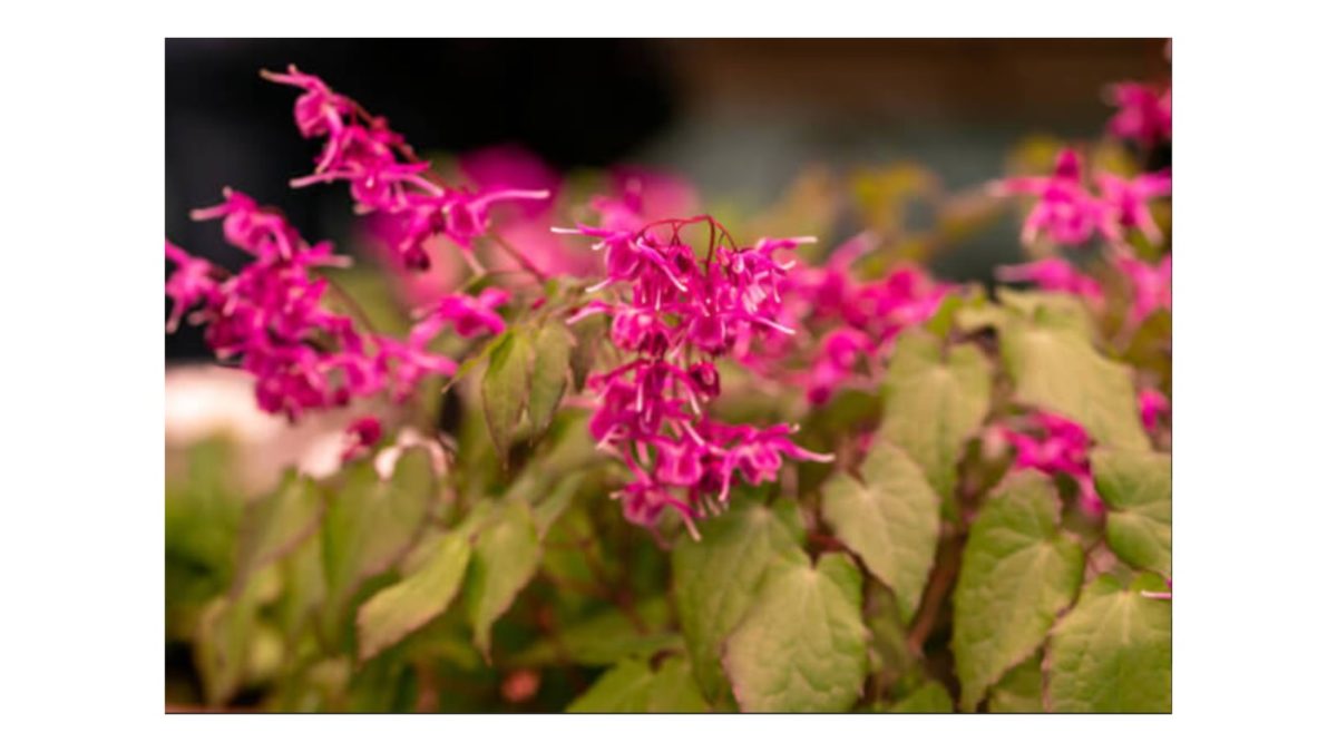 püspöksüveg - Featured