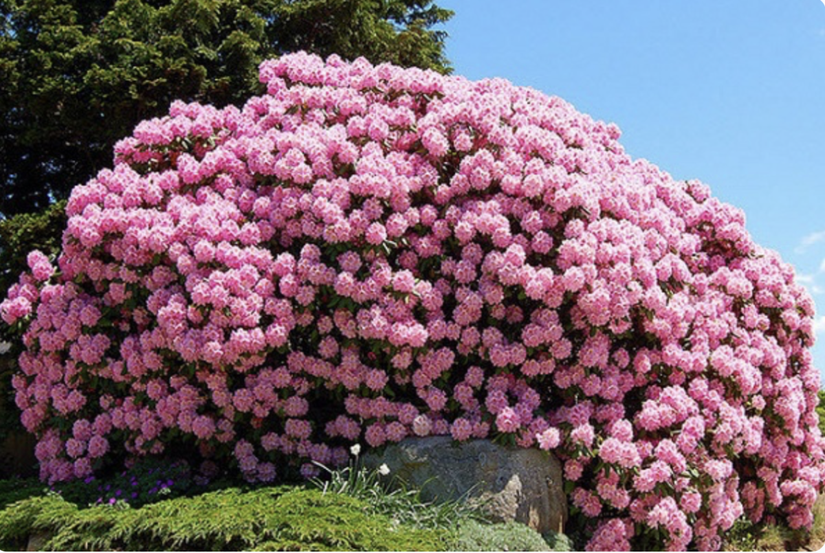 rododendron - Featured