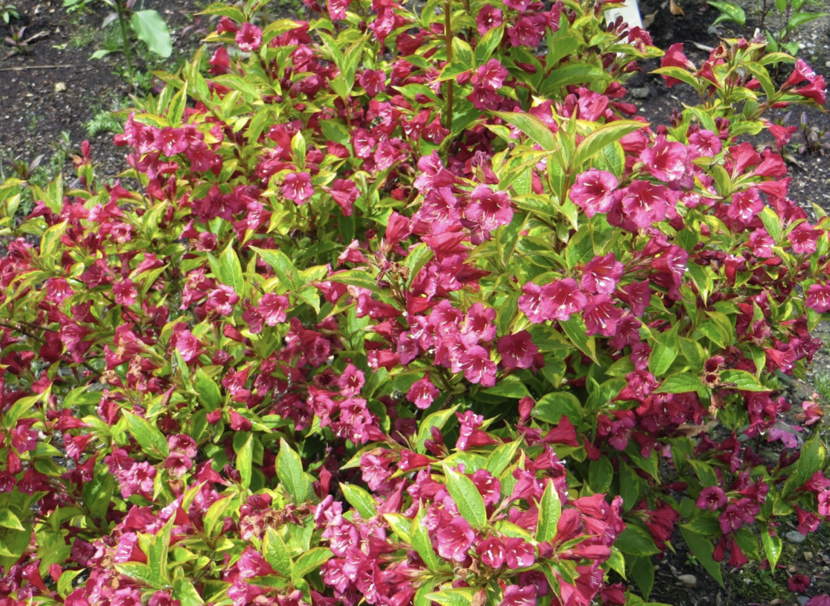 Rózsalonc: A Kert Királynője, amely Mindenkit Elbűvöl