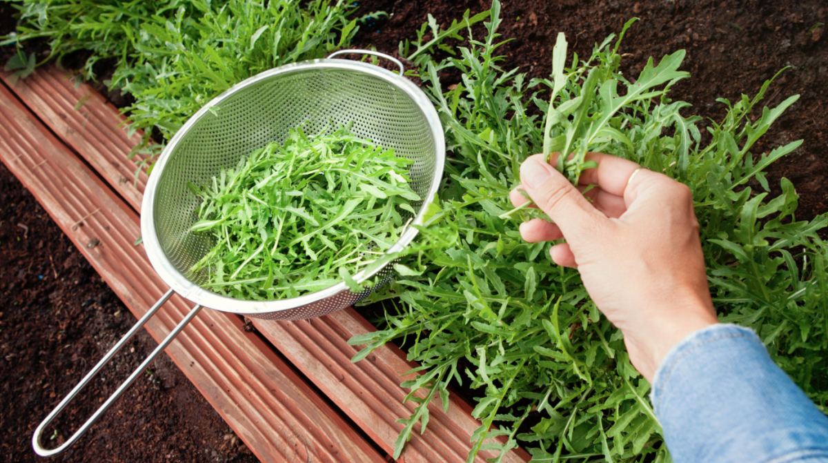 rukkola termesztése - Featured