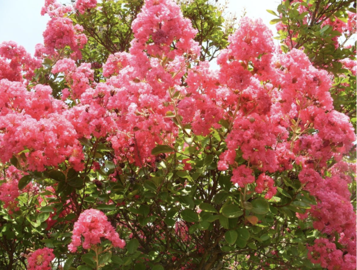 Selyem mirtusz: Gyakorlati Tippek Minden Napra 2 selyem mirtusz - Featured