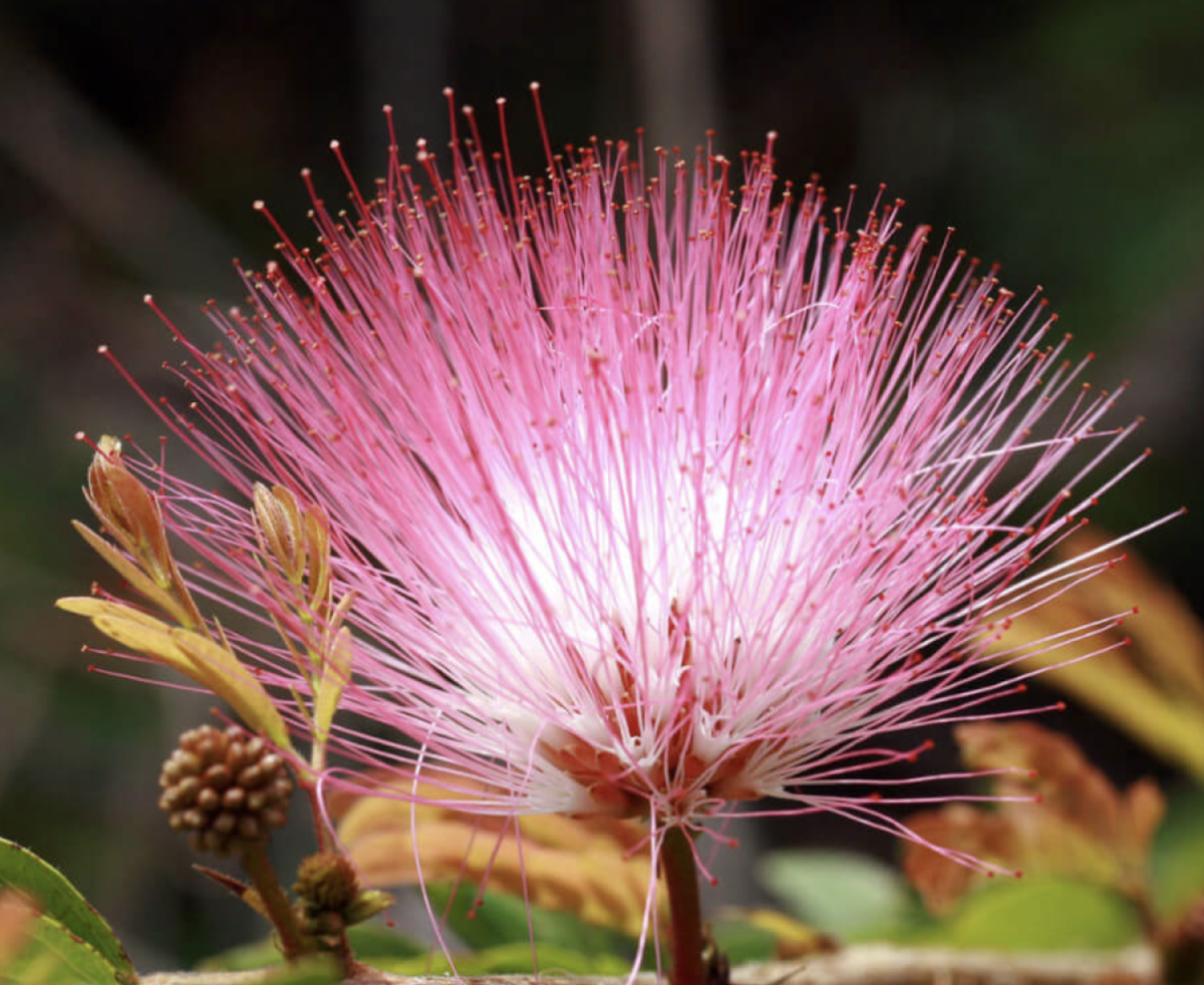 Selyemakác: A csodálatos és sokoldalú fa, amit minden kertben ültetni kell!