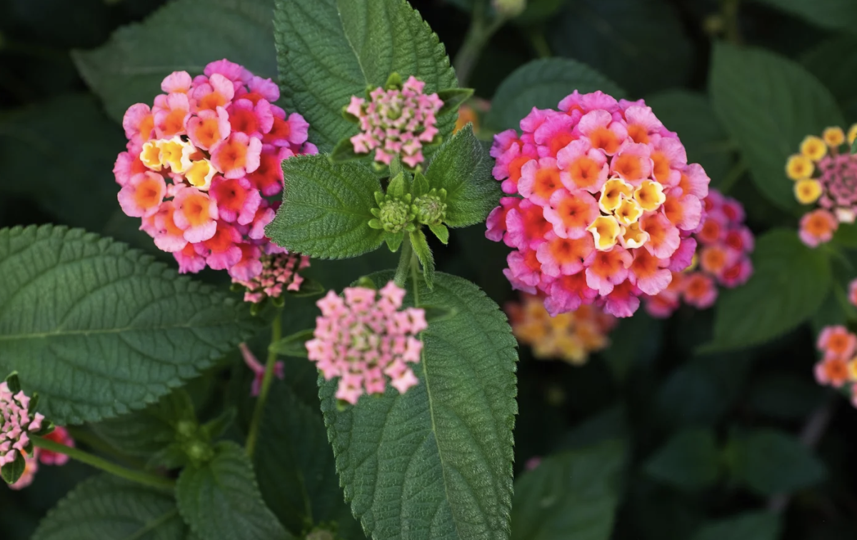 Sétányrózsa: A Kert Varázslatos Dísze 2 Sétányrózsa: A Kert Varázslatos Dísze