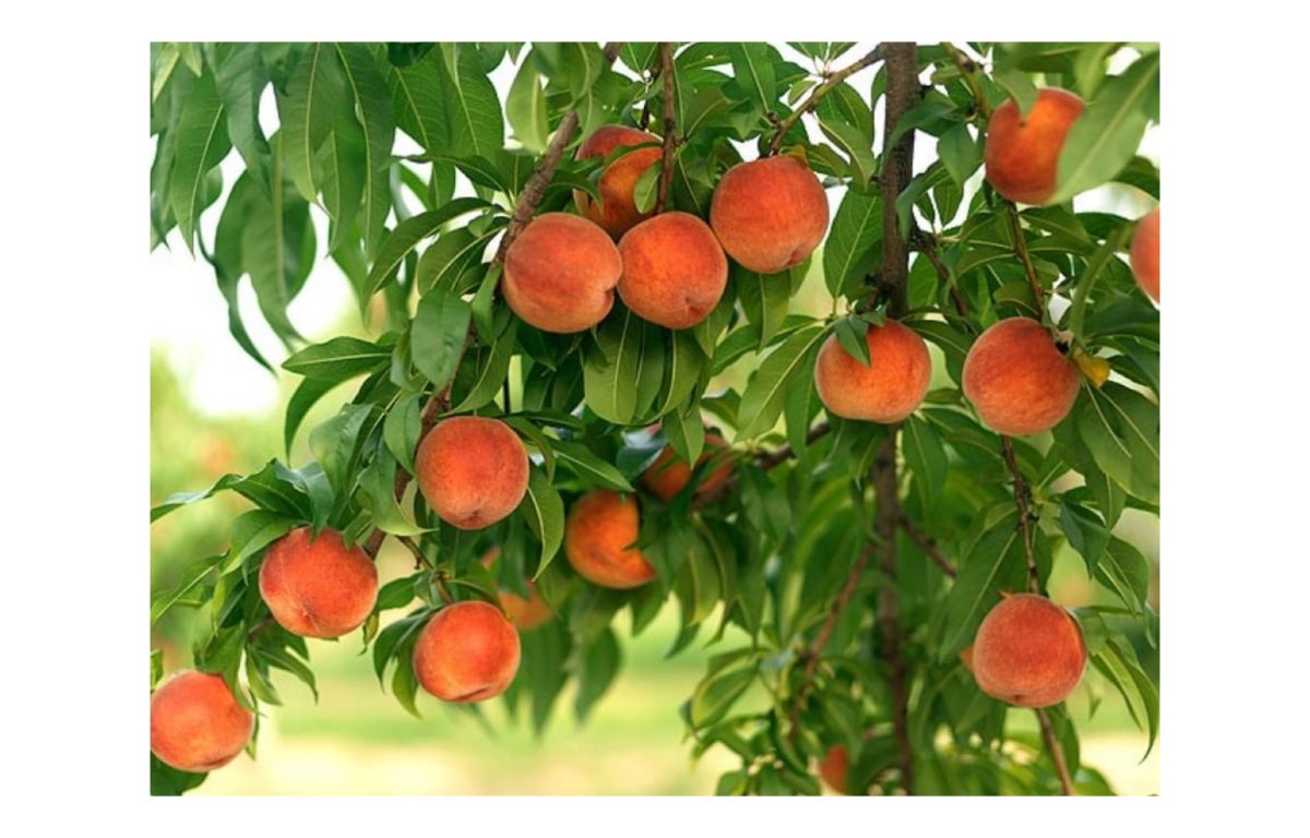 suncrest őszibarack - Featured