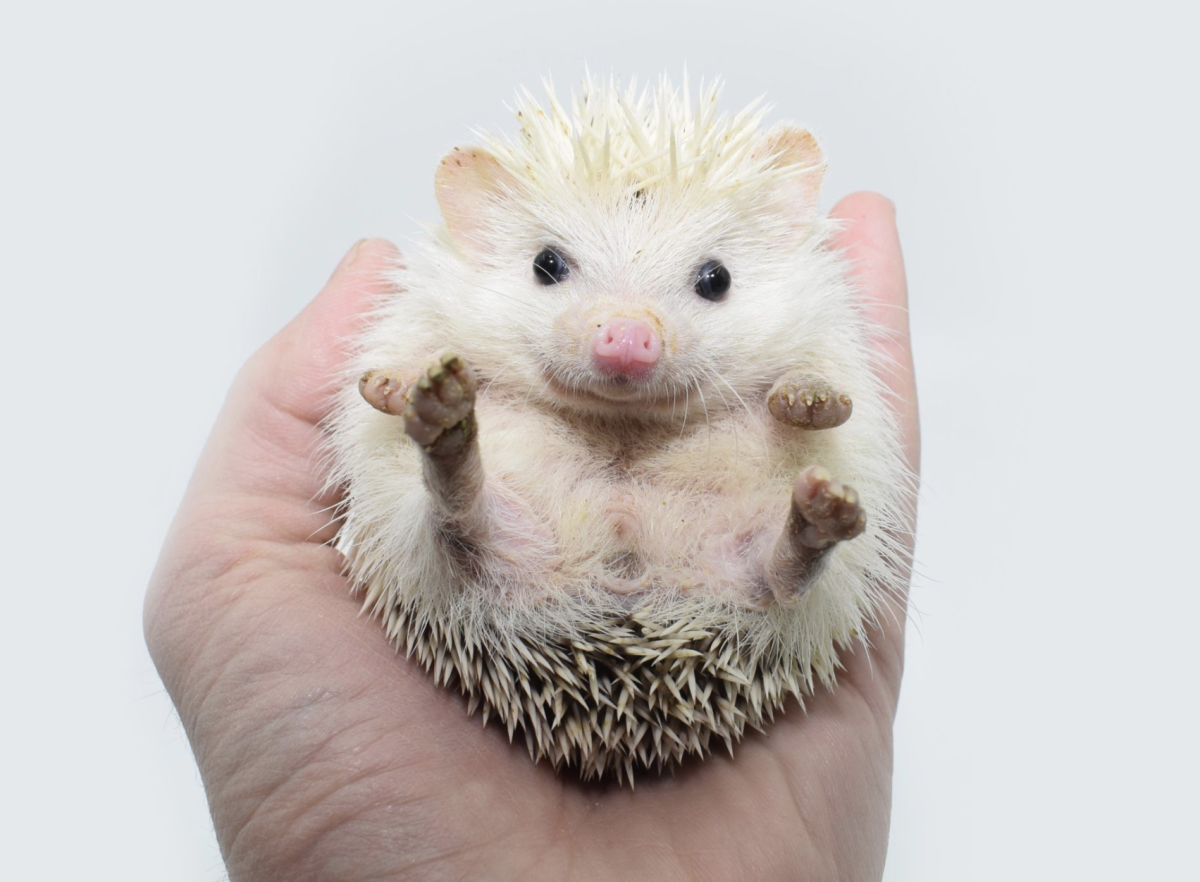 Sündisznó: Érdekességek, Gondozás és Védelme