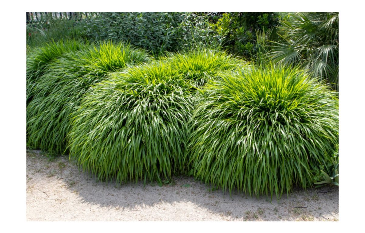 szálkafű - Featured