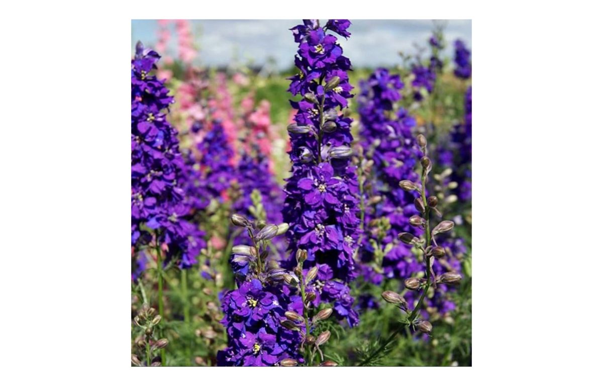 szarkaláb - Featured