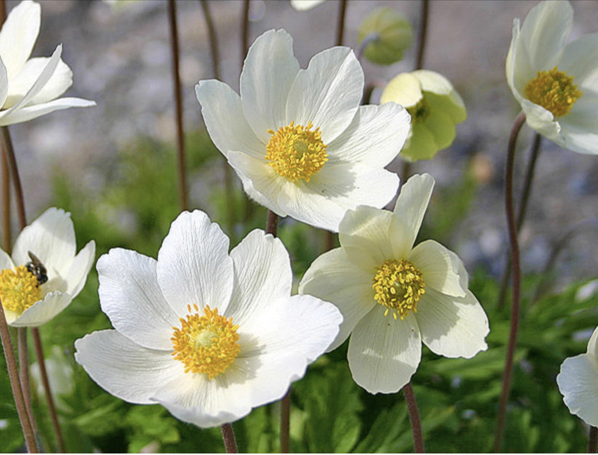 Szellőrózsa: A Tavasz Elbűvölő Szimbóluma, Amely Minden Kertet Feldob