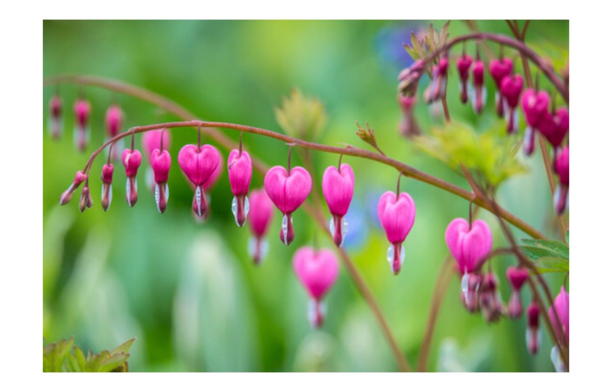 szívvirág - Featured