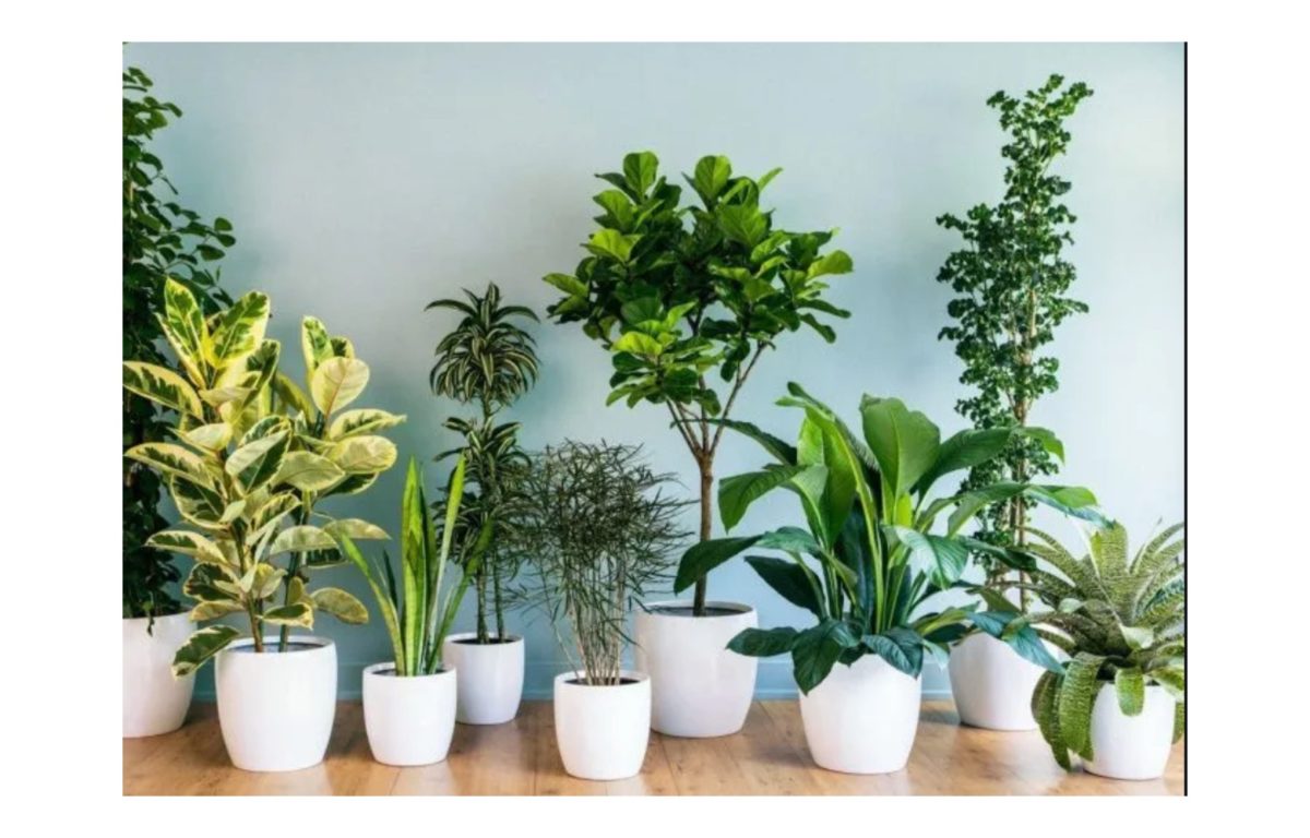 szobanövények - Featured